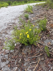Hypericum tenuifolium, photograph (c) Scott Allen Davis, some rights reserved (CC BY)
