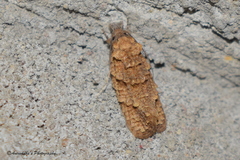 Copromorphoidea