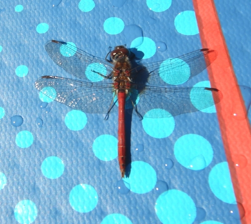 Vagrant Darter