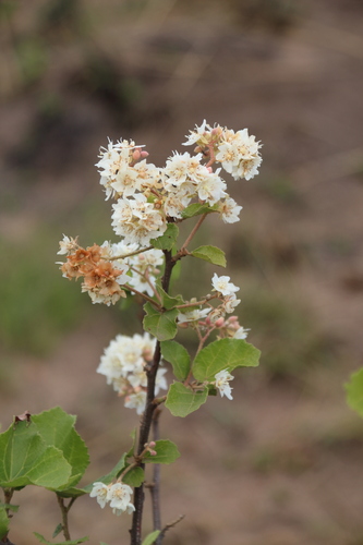 Dombeya rotundifolia, photograph 5