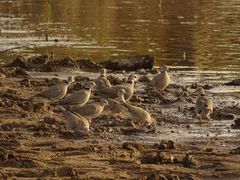 Streptopelia vinacea