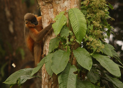 Trachypithecus pileatus