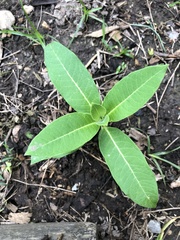 Asclepias syriaca
