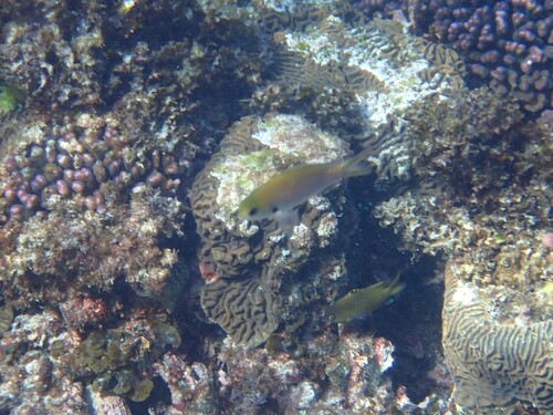 Chromis westaustralis observed 2026-08-02
