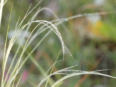 Stipa austroitalica