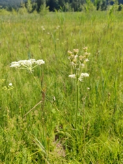 Silphiodaucus prutenicus, photograph (c) Ljaž, some rights reserved (CC BY)