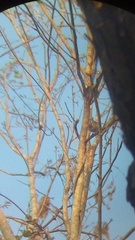 Uropsila leucogastra