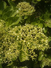 Premna foetida