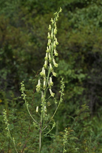 Aconitum barbatum puberulum