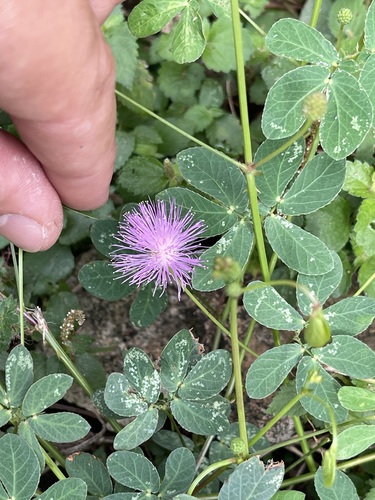 Mimosa debilis, 2026-08-01