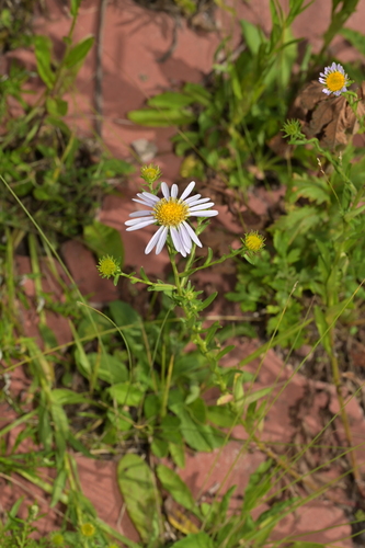 Aster hispidus
