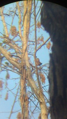 Uropsila leucogastra