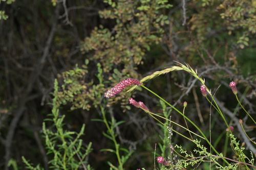 Great burnet