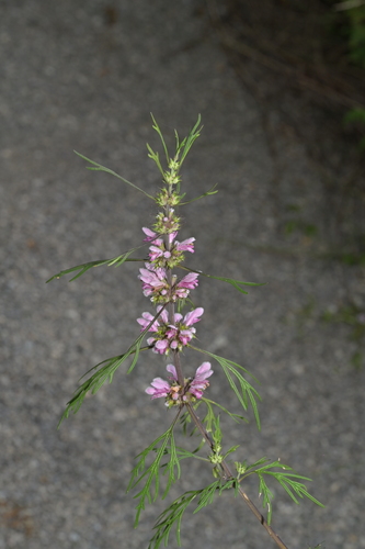 Siberian Mother-wort