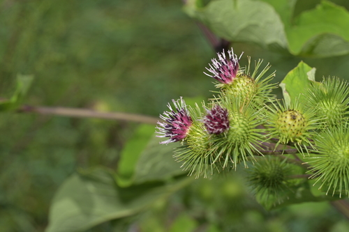 greater burdock