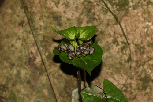 Tacca palmata observed 2026-08-01