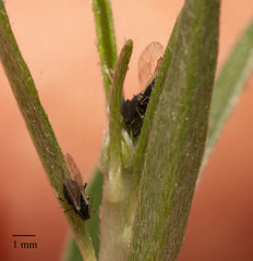 Aphis cytisorum