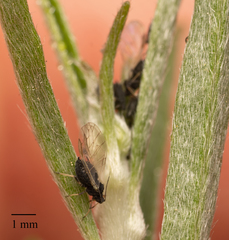 Aphis cytisorum