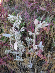 Atriplex pedunculata