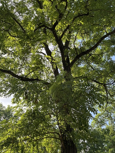 black locust