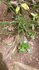 Sisyrinchium mucronatum