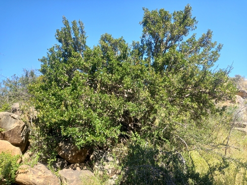Pappea capensis, photograph 4