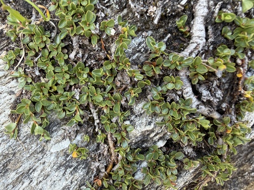 Salix serpillifolia, photograph 1