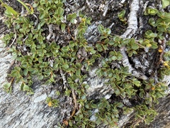 Katrin Simon, CC BY, iNaturalist via GBIF Salix serpillifolia, photograph Katrin Simon, CC BY, iNaturalist via GBIF