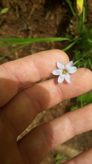 Sisyrinchium mucronatum