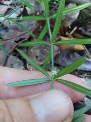 Galium uniflorum