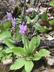Primula fassettii