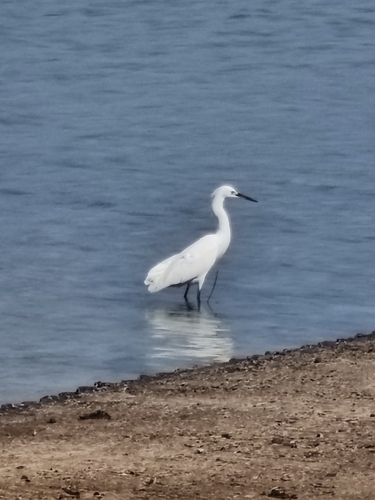 Snowy Egret