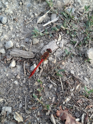 Ruddy Darter