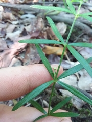 Galium uniflorum