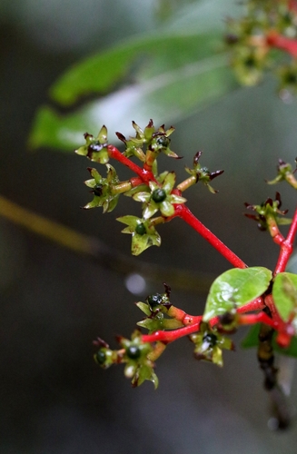 Machilus chekiangensis