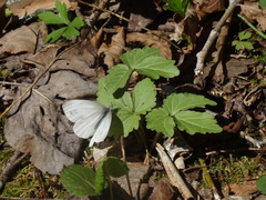Pieris virginiensis