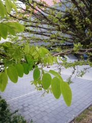Robinia pseudoacacia