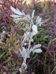 Atriplex pedunculata
