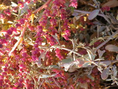 Atriplex pedunculata