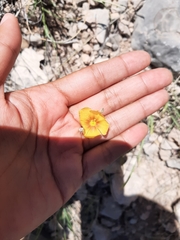 Linum berlandieri filifolium