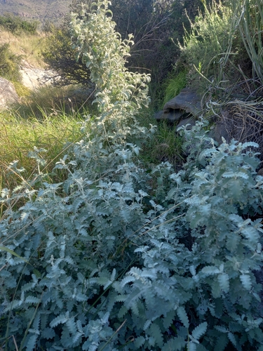 Buddleja glomerata