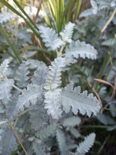 Buddleja glomerata, photograph 2