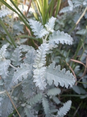 (c) Christiaan Viljoen, some rights reserved (CC BY) Buddleja glomerata, photograph (c) Christiaan Viljoen, some rights reserved (CC BY)