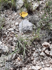 Linum berlandieri filifolium