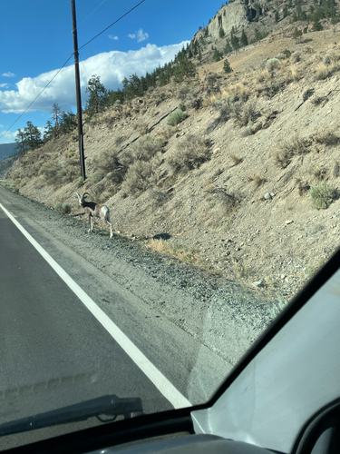 Bighorn Sheep