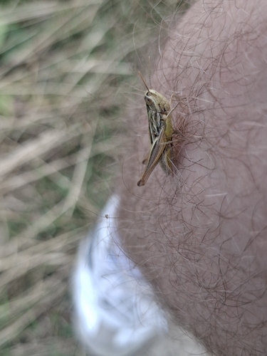 Common Straw Grasshopper