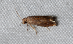 Epiblema abruptana