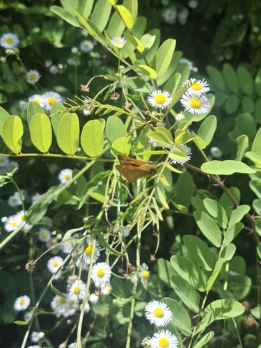 Large Skipper