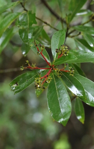 Machilus chekiangensis, photograph 2