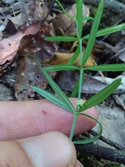 Galium uniflorum